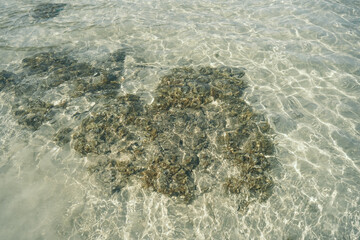Top view to the bottom of the sea on the beach. Pebbles sand and fish. Sun glare and coral on the surface of the water and the sandy bottom.