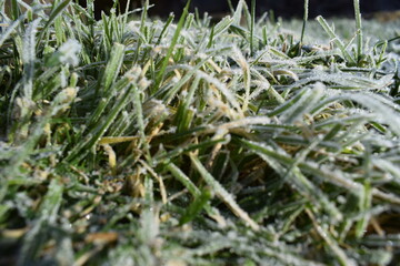 morning grass