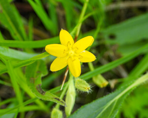 Hypoxis hirsuta (Yellow Star-grass) Native North American Wildflower