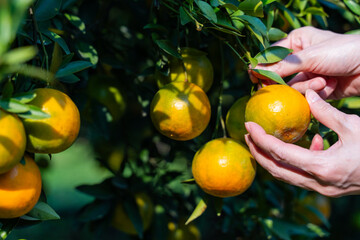 Pick fresh oranges from the orange farm