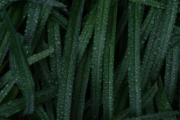 Close-up of tearing leaves