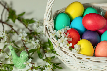 Obraz na płótnie Canvas white wicker basket with colored eggs and spring flowers on the table, happy Easter concept