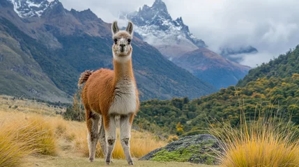 Selbstklebende Fototapeten Llama with Mountainous Backdrop © Saltanat