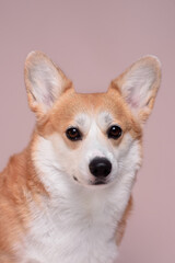 corgi dog portrait