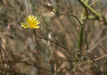 flowers in the desert 