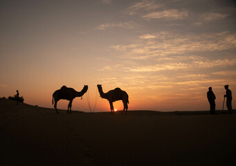 Fototapeta na wymiar camels in the desert in sunset 