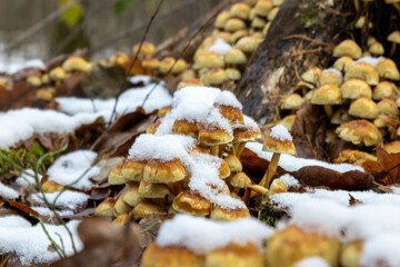 Forest at early winter with partial snow cover