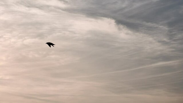 seagull flying over the lake at sunset