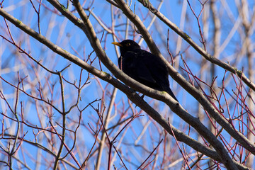 common blackbird perching on the tree branch on the blue sky background