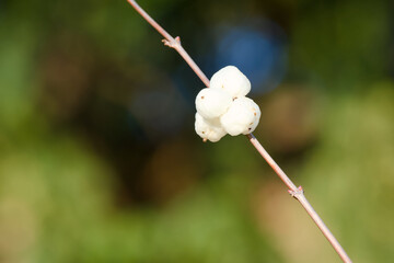 common snowberry close-up on a sunny winter day