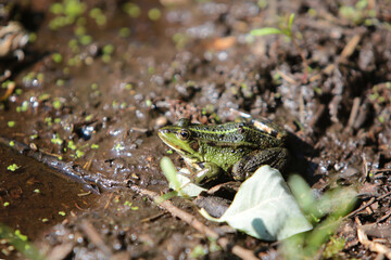 Frosch an einem Teich in einem Wald im Sommer