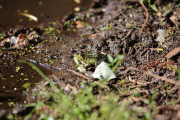 Frosch an einem Teich in einem Wald im Sommer