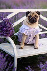 A cute pug in a summer dress sits on a bench in blooming lavender. The puppy looks carefully at the camera.