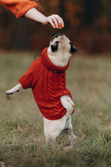 Dog plays with owner. A woman gives her dog a treat. A female walks with a pug in the park.