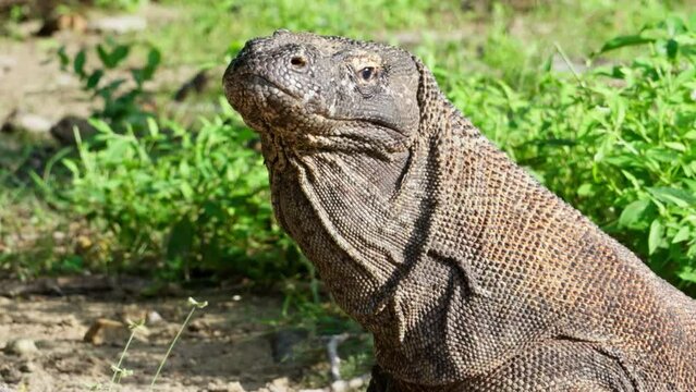 Komodo dragon, bigest lezard on the earth, 90kg they are impressive in the Komodo Archipelago in Indonesia