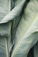 Banana palm leaves background.