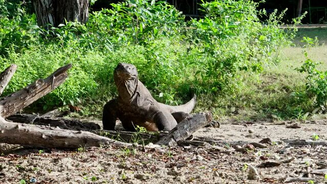 Komodo dragon, bigest lezard on the earth, 90kg they are impressive in the Komodo Archipelago in Indonesia