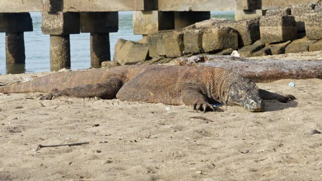 Komodo dragon, bigest lezard on the earth, 90kg they are impressive in the Komodo Archipelago in Indonesia