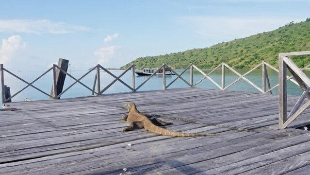 Komodo dragon, bigest lezard on the earth, 90kg they are impressive in the Komodo Archipelago in Indonesia