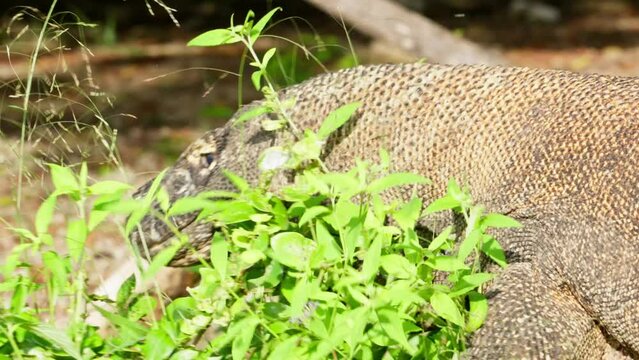 Komodo dragon, bigest lezard on the earth, 90kg they are impressive in the Komodo Archipelago in Indonesia