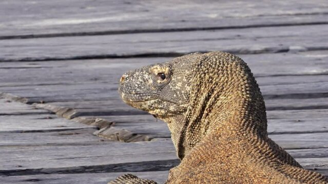 Komodo dragon, bigest lezard on the earth, 90kg they are impressive in the Komodo Archipelago in Indonesia