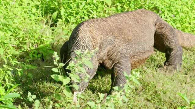 Komodo dragon, bigest lezard on the earth, 90kg they are impressive in the Komodo Archipelago in Indonesia