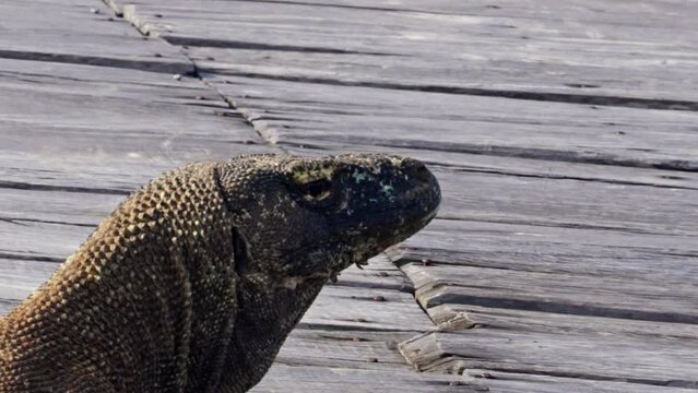 Komodo dragon, bigest lezard on the earth, 90kg they are impressive in the Komodo Archipelago in Indonesia