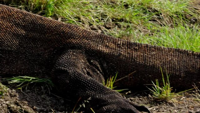 Komodo dragon, bigest lezard on the earth, 90kg they are impressive in the Komodo Archipelago in Indonesia