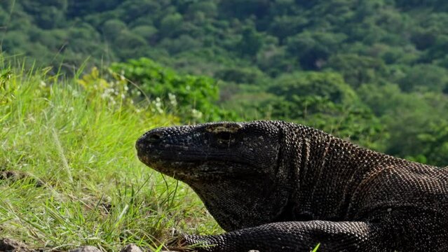 Komodo dragon, bigest lezard on the earth, 90kg they are impressive in the Komodo Archipelago in Indonesia