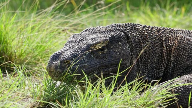 Komodo dragon, bigest lezard on the earth, 90kg they are impressive in the Komodo Archipelago in Indonesia