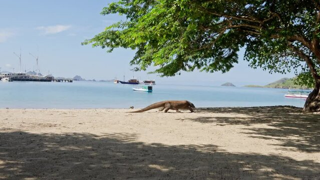 Komodo dragon, bigest lezard on the earth, 90kg they are impressive in the Komodo Archipelago in Indonesia