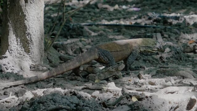 Komodo dragon, bigest lezard on the earth, 90kg they are impressive in the Komodo Archipelago in Indonesia