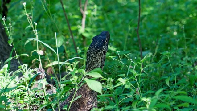 Komodo dragon, bigest lezard on the earth, 90kg they are impressive in the Komodo Archipelago in Indonesia
