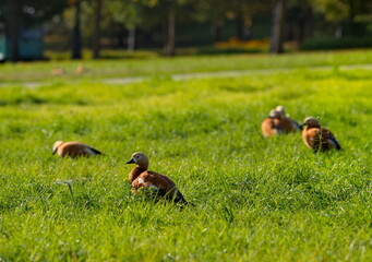 Russia, Moscow. A small flock of red ducks (ogar) is serenely resting in the Tsaritsyno city Park.