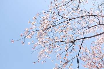 Obraz premium Sakura in Seoul