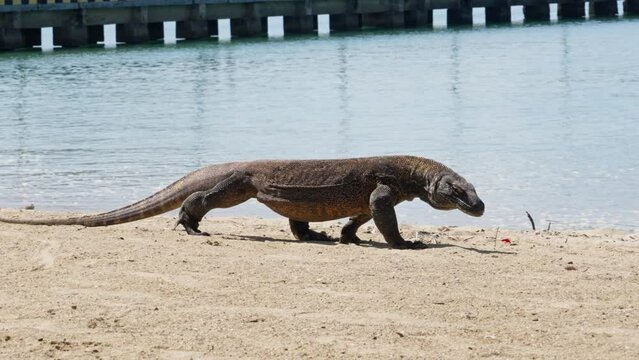 Komodo dragon, bigest lezard on the earth, 90kg they are impressive in the Komodo Archipelago in Indonesia