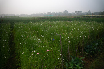 Multicolored aster flower garden of khirai, West bengal, India in full bloom. Huge cultivation of...