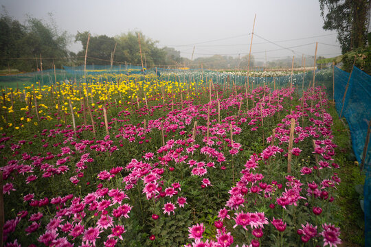 Pink Dahlia flowers , Dahlia pinnata bushy,tuberous,herbaceous perennial plants being harvested in floricultural field at Khirai, West Bengal, India. Valley of flowers, flowers are exported from here.