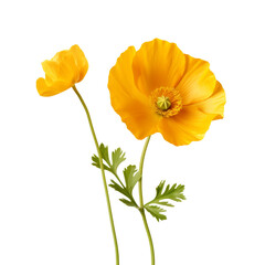 Buttercup flower isolated on transparent background