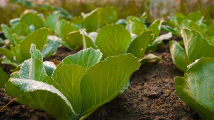 Young cabbage plant covered in morning dew close up. Cabbage growing in the farm. Fresh Eco Vegetables. Healthy lifestyle. Green and fresh vegetables from the garden. 