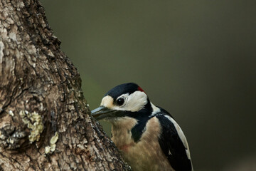 retrato del pico picapinos (Dendrocopos major)