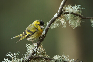 Jilguero lúgano posado en una rama (Carduelis spinus)