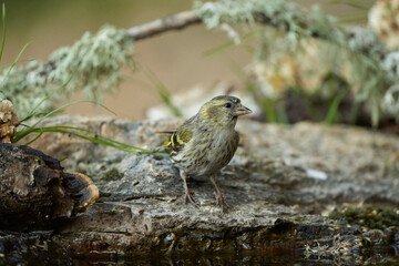 Jilguero lúgano posado en el suelo (Carduelis spinus)
