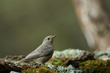 colirrojo tizón hembra en el bosque (Phoenicurus ochruros)	