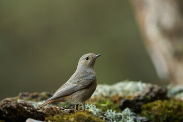 colirrojo tizón hembra en el bosque (Phoenicurus ochruros)	