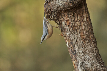  trepador azul (Sitta europaea)​ 