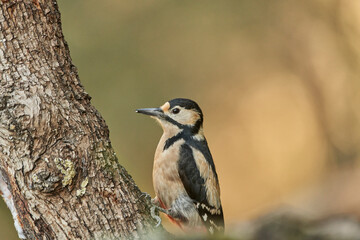retrato del pico picapinos (Dendrocopos major)