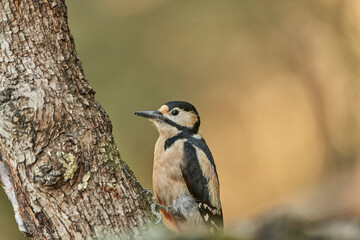 retrato del pico picapinos (Dendrocopos major)