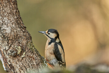 Fototapeta premium retrato del pico picapinos (Dendrocopos major)