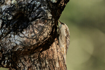 agateador norte&ntilde;o o euroasi&aacute;tico​ (Certhia familiaris)​